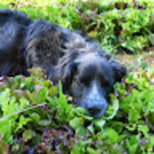 Meet your Posher, Maisie